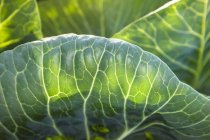 Close-up detail of the venation of a cabbage leaf in the morning sun; Palmer, Alaska, United States of America — Stock Photo