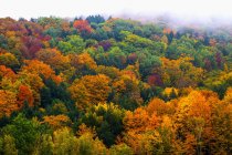 Vibrante follaje de color otoñal en un bosque de árboles de hoja caduca - foto de stock