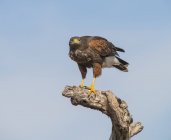Harris Hawk en un árbol muerto contra el cielo - foto de stock