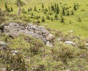 Marmota selvagem (Marmota) sentado em uma rocha ao longo da trilha do lago Ribbon em Kananaskis Country; Alberta, Canadá — Fotografia de Stock