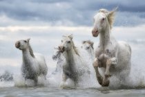 Cavalos brancos de Camargue correndo para fora da água, Camargue, França — Fotografia de Stock