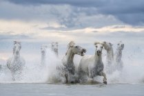 Cavalos brancos de Camargue correndo para fora da água, Camargue, França — Fotografia de Stock