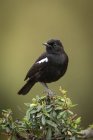 Sooty chat perched in bush facing camera — Stock Photo