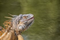 Primo piano di Iguana verde (iguana iguana); Corozal, Belize — Foto stock