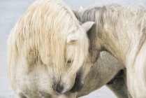 Vue panoramique de chevaux majestueux au paysage — Photo de stock