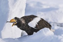 Stellars sea eagle eating fish on the ice — Stock Photo