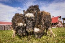 Быки-овцы, родившиеся весной, соревнуются за траву на ферме мускусных быков, Южно-Центральная Аляска; Палмер, Аляска, США — стоковое фото