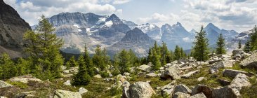 Panorama de un prado de montañas rocosas con alerces y cordillera en el fondo; Columbia Británica, Canadá - foto de stock
