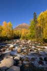 El río Little Susitna fluye más allá de los abedules con hojas amarillas, cielo azul profundo en el fondo, Hatcher Pass, South-central Alaska; Palmer, Alaska, Estados Unidos de América - foto de stock