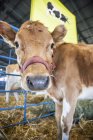 Коричнево-біла плямиста корова в ручці на фермі — стокове фото