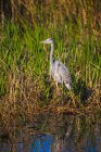 Great blue heron standing on the edge of the water — Stock Photo