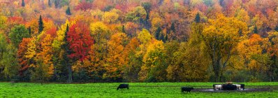 A cows grazing in a lush grass field with vibrant, colorful autumn foliage in the forest; Fulford, Quebec, Canada — Stock Photo