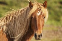 Icelandic horse in the natural landscape, Iceland — Stock Photo