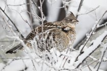 Spruce grouse in a snow-covered tree — Stock Photo