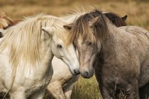 Belos cavalos icelândicos na natureza selvagem na Islândia — Fotografia de Stock