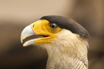 Southen Caracara beak closeup view against blurred background — Stock Photo