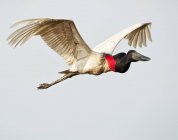 Jabiru-Storch im Flug bei klarem Himmel — Stockfoto