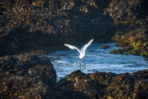 A beautiful Great Egret taking flight from pools of Laguna Point, Cleone, California, United — Stock Photo