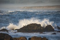 Волны разбиваются о скалы, покрытые морскими пальмами в Лагуна-Пойнт, парке штата Маккеррихер и морской заповедной зоне близ Клеоне в Северной Калифорнии, Клионе, Калифорния, США — стоковое фото