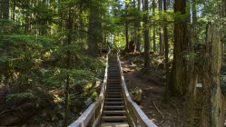 Escalones de madera a través de un bosque, Baden-Powell Trail, Deep Cove, North Vancouver, Vancouver, British Columbia, Canadá - foto de stock
