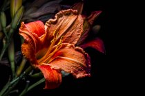 Цветы дикой дайлилии (Hemeroch); Нова Скотия, Канада — стоковое фото