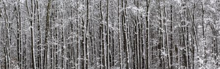 Forest of snow-covered trees, Sutton, Quebec, Canada — Stock Photo