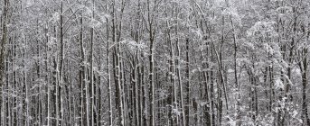 Forêt d'arbres enneigés, Sutton, Québec, Canada — Photo de stock
