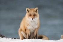 Hokkaido Fox (Vulpes vulpes); Токіо, Японія — стокове фото