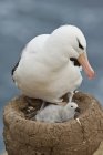 Albatros de ceja negra y polluelo en un nido - foto de stock