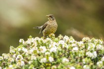 Uccello con piumaggio maculato appollaiato su pianta in fiore — Foto stock