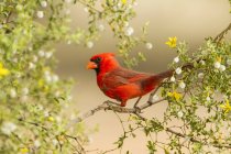 Cardinal nordique sur la branche d'arbre, fond brouillé — Photo de stock