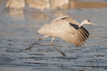Sandhill Crane (Antigone canadensis) running in shallow water, Bosque de Apache National Wildlife Refuge; New Mexico, United States of America — Stock Photo
