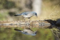 Mexican Jay standing at the water edge with reflection — Stock Photo