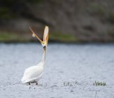 Americano pelicano branco em pé na água e olhando para cima com a boca bem aberta — Fotografia de Stock