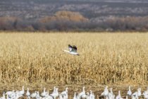 Schneegans fliegt über ein Feld, bosque del apache National Wildlife Refugium, New Mexico, Vereinigte Staaten von Amerika — Stockfoto