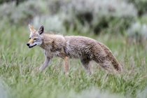 Coyote walking in grass, Grand Teton National Park, Wyoming, Estados Unidos de América - foto de stock