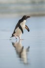 Gentoo-Pinguin läuft auf nasser Oberfläche mit Spiegelung im Wasser — Stockfoto