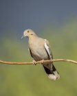 Белокрылый голубь сидит на ветке на размытом фоне — стоковое фото