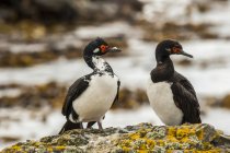 Rock shags standing on a lichen-covered rock, closeup — Stock Photo