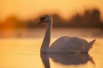 Cisne nadando ao pôr do sol com céu laranja refletido na água tranquila — Fotografia de Stock
