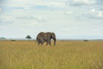 Bellissimo elefante africano grigio in natura selvaggia, Parco Nazionale del Serengeti; Tanzania — Foto stock