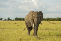 Bellissimo elefante africano grigio in natura selvaggia, Parco Nazionale del Serengeti; Tanzania — Foto stock