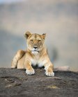 Löwin liegt auf einem Felsen, Massai-Mara-Nationalreservat; Kenia — Stockfoto