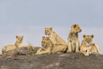 Lionnes s'étendant sur un rocher, Réserve nationale de Maasai Mara; Kenya — Photo de stock