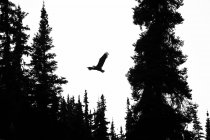 Silueta de un águila calva volando a través de las copas de los árboles; Atlin, Columbia Británica, Canadá - foto de stock