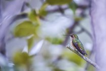 Hummingbird con piumaggio colorato appollaiato su un ramo — Foto stock