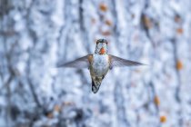 Rufous hummingbird flying in mid-air, closeup — Stock Photo