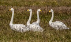 Tundra swans in long grass outdoors — Stock Photo