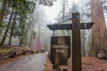 Congress Trail towards General Sherman, Sequoia National Park; Visalia, Califórnia, Estados Unidos da América — Fotografia de Stock