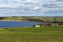 Reservatório Derwent e campos ingleses com paredes de pedra seca e ovelhas; County Durham, Inglaterra — Fotografia de Stock